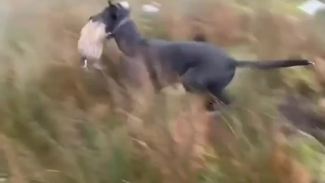 Hunting a wild rabbit with dog