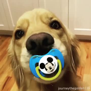 What_is_the_caption_for_this_moment