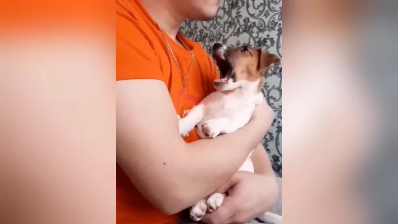 1 Hour Trending Funny Dogs And Cats Videos 😂 Funniest Cats and Dogs