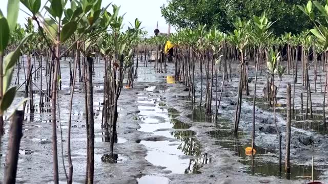 Brazilian mangrove is reborn amongst trash