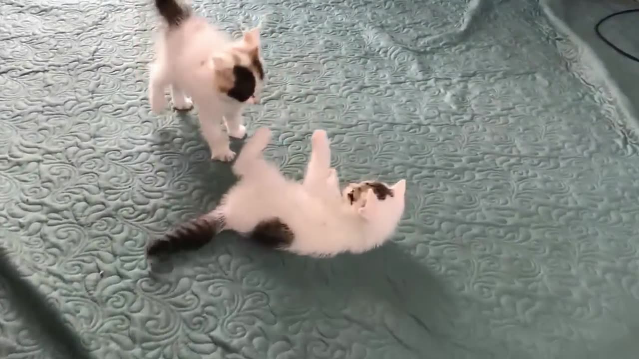 Two kittens fighting