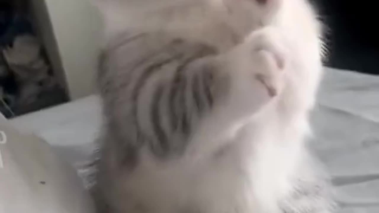 Cute Cat