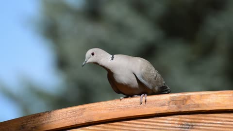 Bird Tweeting -perfect little bird for cats to watch