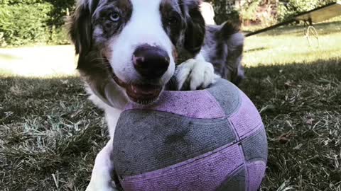 a 13 year old can't raise a Australian shepherd"