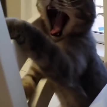 Cute and mischievous cat