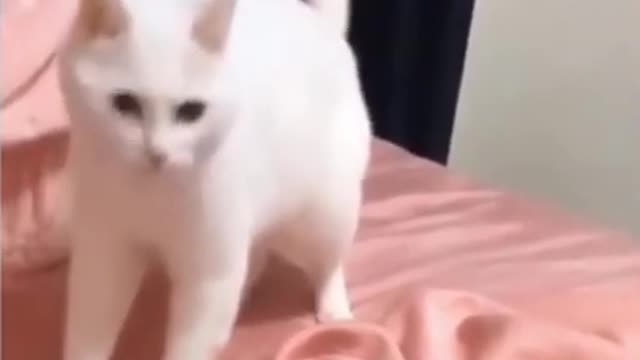Try Not To Laugh🔥🤣Cat and Dog funny videos😍