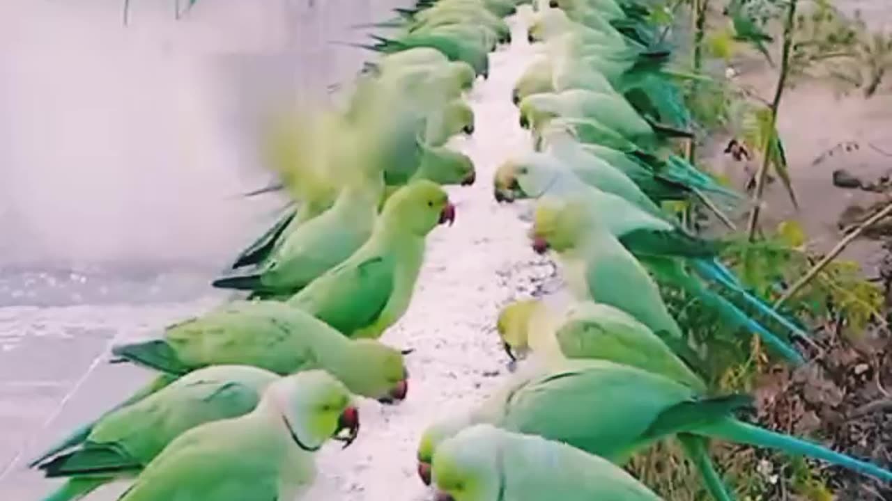 "Heartwarming Morning Ritual: Feeding Green Parrots on Rooftop in India 🦜❤️"