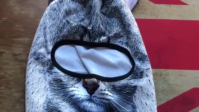FUNNY CAT