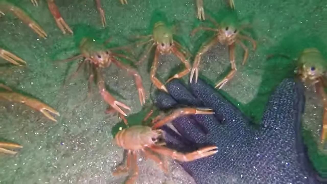 Squat Lobsters Both Friendly and Creepy.