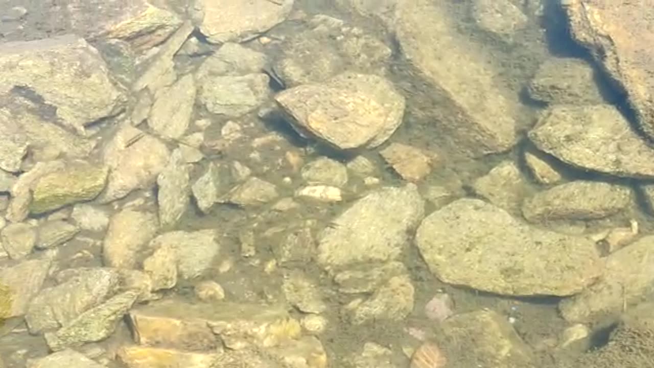 Small fishes in the stream