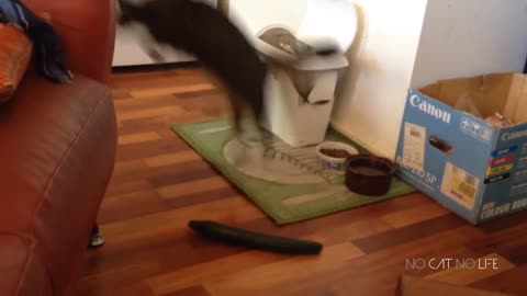 cats scared by cucumbers