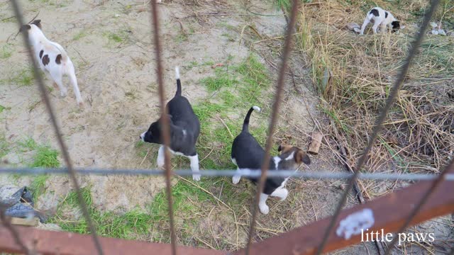 Feeding more stray cats and dogs who are happy to see us (again :) LP15