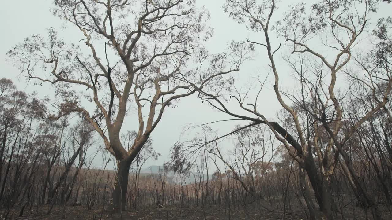 Blue Mountains of Australia: Bushfire Recovery