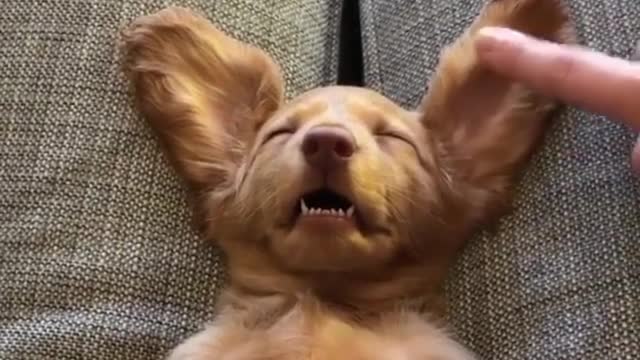 This dog has big ears, don't you think?