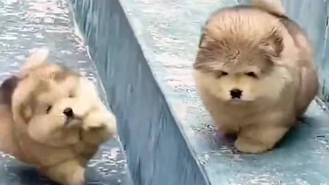 Tingkah anjing yg sangat lucu