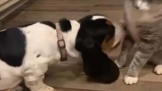 Dog Play With Cat