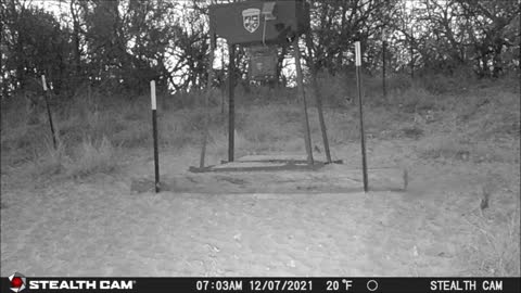 Game Cam Pictures 12-07-21