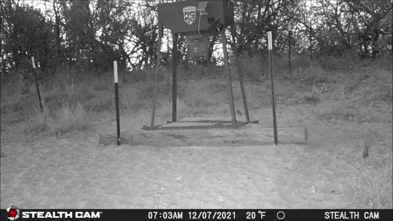 Game Cam Pictures 12-07-21