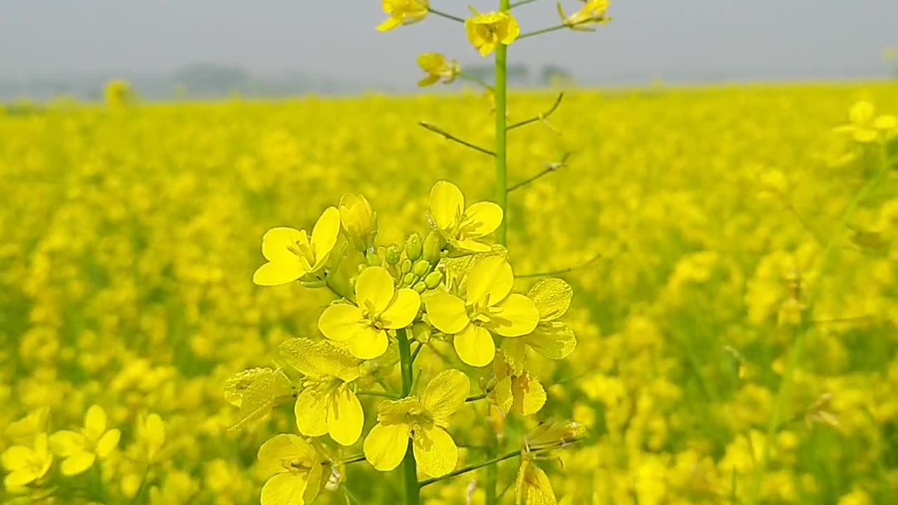 Wild yellow flowers