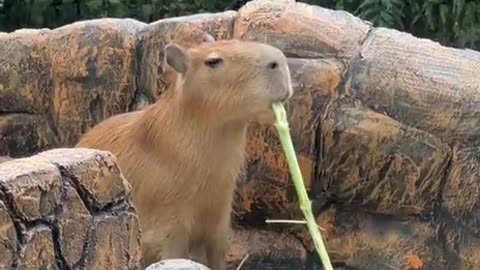 Capybara having lunch