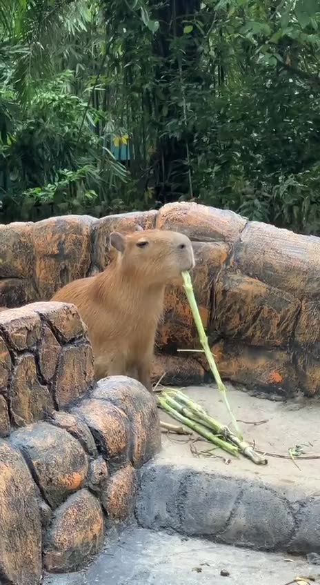 Capybara having lunch