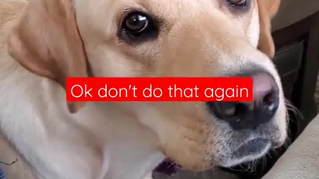 Dog Hates it When Disturbed During Sleeping #Shorts | Funny Dog Video