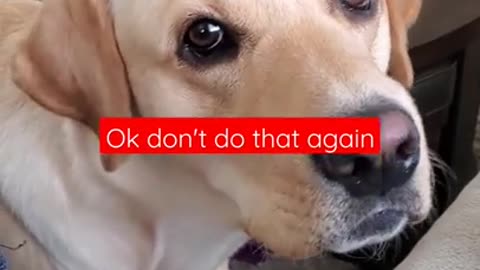 Dog Hates it When Disturbed During Sleeping #Shorts | Funny Dog Video