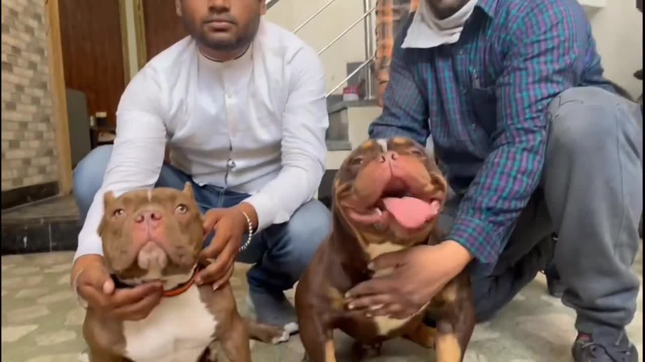 American bully Male micro size top quality for new home by pets zoo ।। Full Active and Healthy puppy