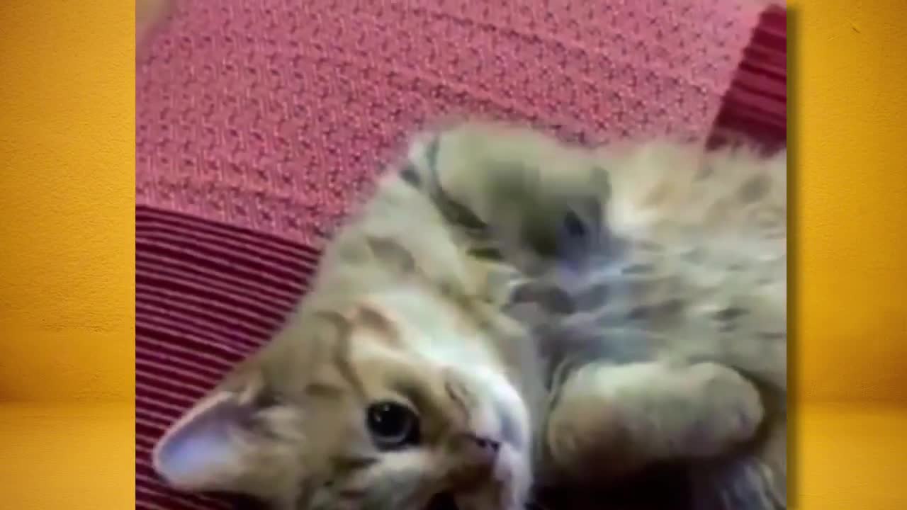 Cute Kittens Compilation