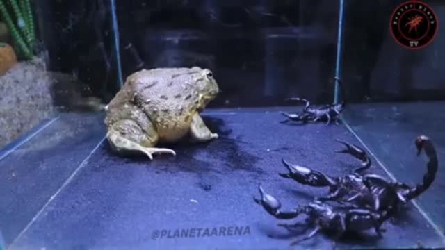 frog x 3 scorpion