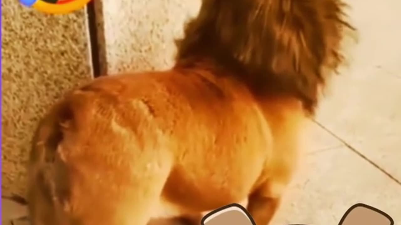 Funny Dog - Best Of All TIME Funny Animal Videos #Funny # Shorts #Dog #yashwinsworld (1)