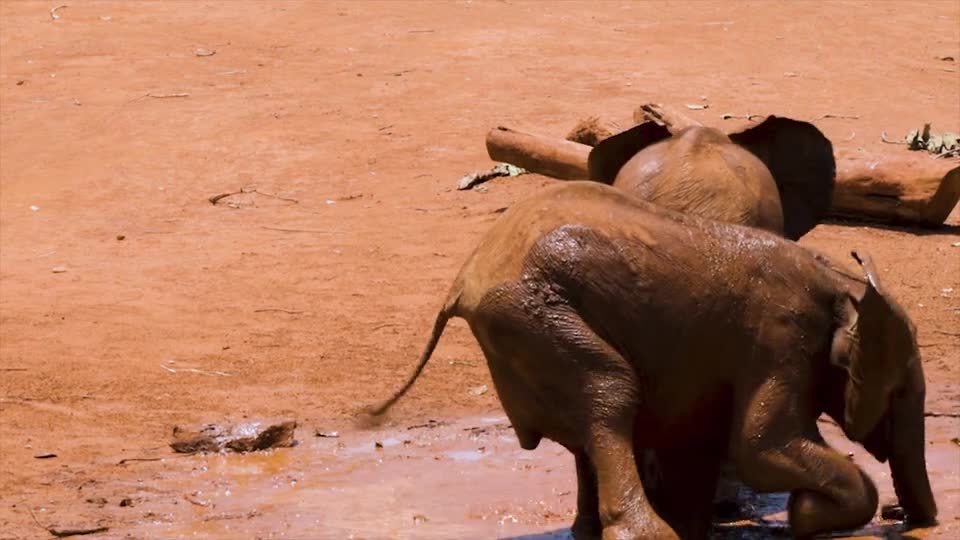 Playing and happy elephants