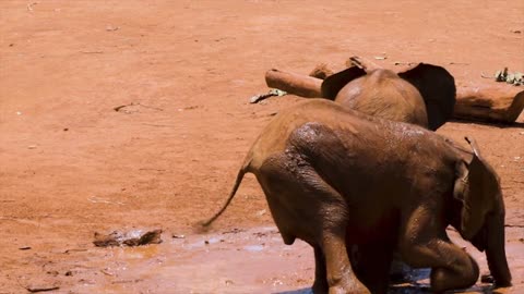 Playing and happy elephants