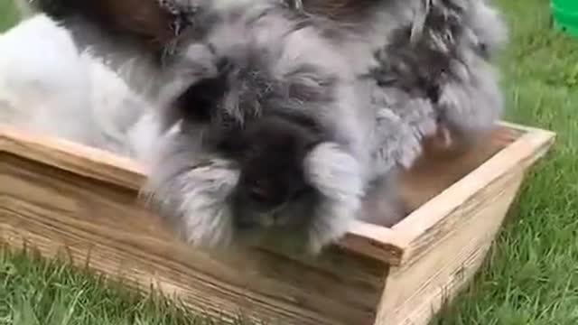 Giant Angora rabbit