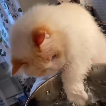 Cat’s idea of stirring the pot 🤣🤣