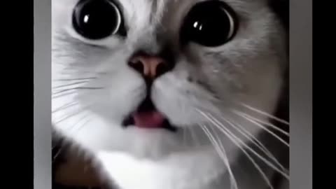 Funny Cat Videos