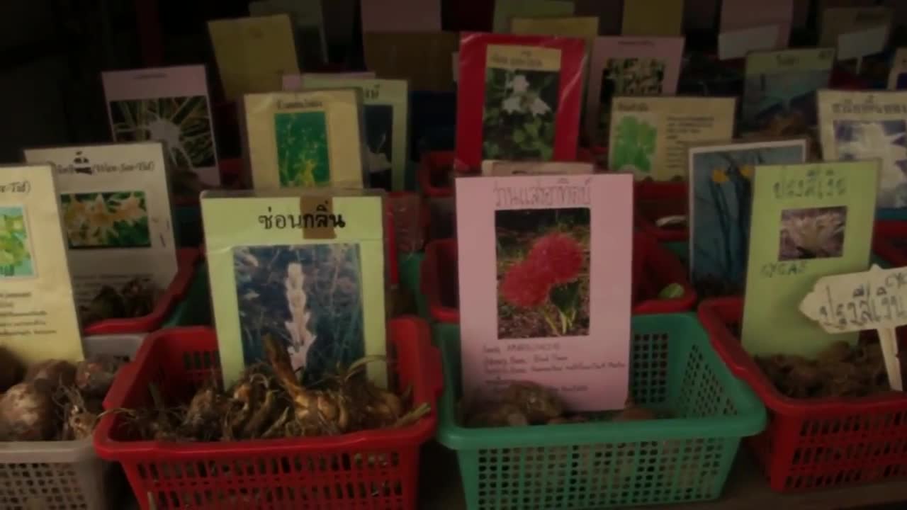 Flower Bulbs for Sale at the Famous Weekend Market in Bangkok, Thailand