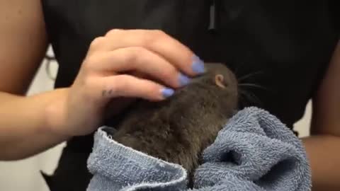 Dog needs emotional support RAT during grooming | Australian Shepherd