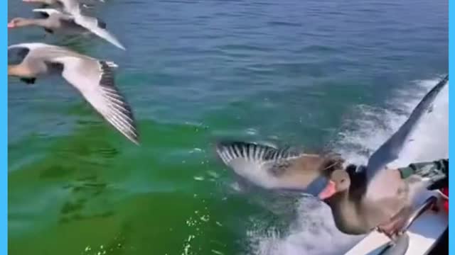 Flying birds, ducks flying along a speeding boat. So cool