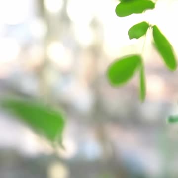 Life In a Mayan Pueblo