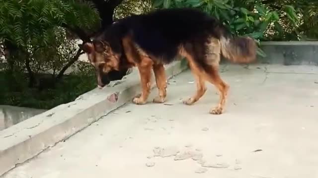 GermanShepherddoublecoat