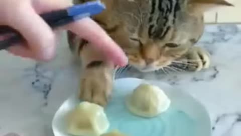 Funny cats video