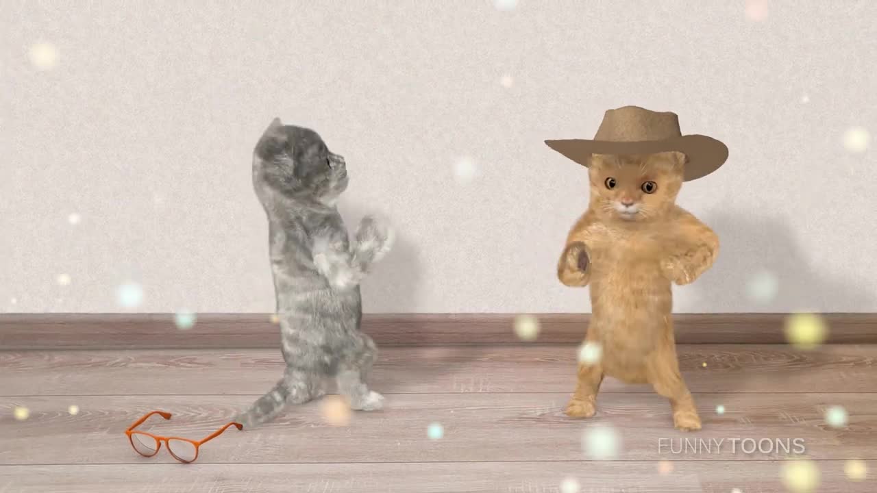 Cat dancing part 2 (follow me)