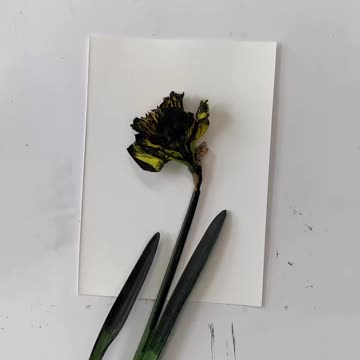 Printing with daffodils