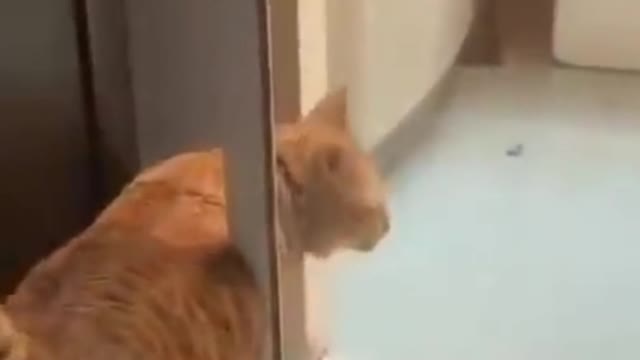 Funny Cat Knows How to Open Door and Let Itself Out #shorts