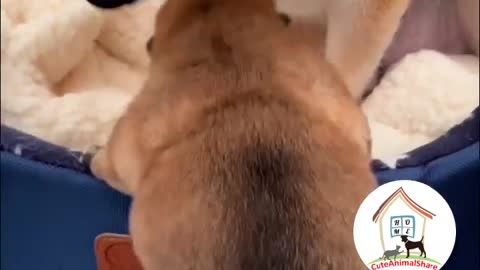 Oh my god....So cute... !!