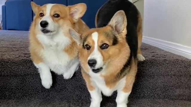 Corgis hide from paparazzi Hammy and Olivia