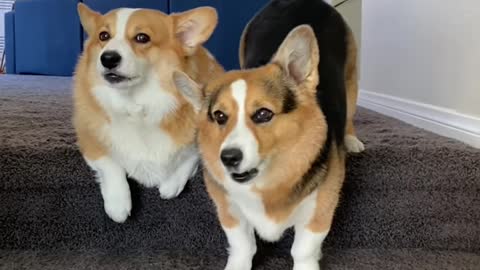 Corgis hide from paparazzi Hammy and Olivia