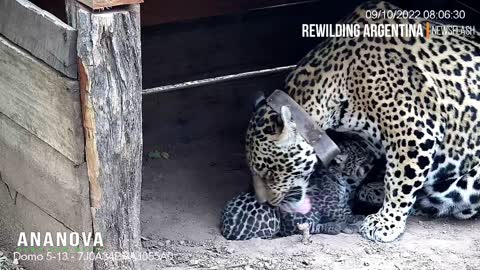 Newborn Jaguars Snuggle Up To Mum In Adorable New Clips