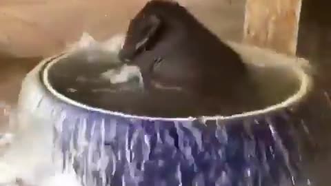 Baby Elephant Loves Bath Time in Tub | Watch This Cute Video